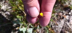 Hemimeris gracilis