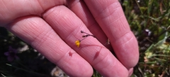 Hemimeris gracilis