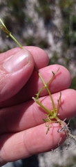 Hemimeris gracilis