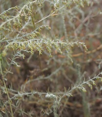 Artemisia santonicum