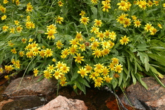 Arnica lanceolata prima