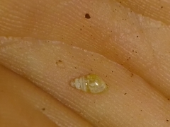 Tornatellinops mastersi