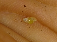 Tornatellinops mastersi