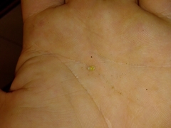 Tornatellinops mastersi