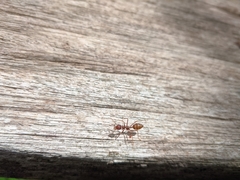 Oecophylla smaragdina
