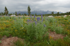 Lupinus covillei