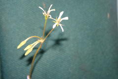 Ciconium