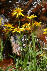 Arnica longifolia