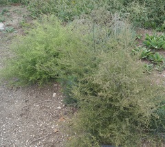 Artemisia scoparia