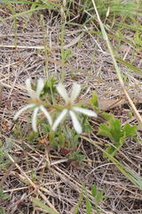 Ciconium