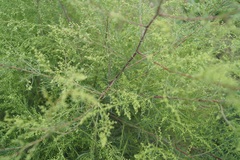 Artemisia scoparia