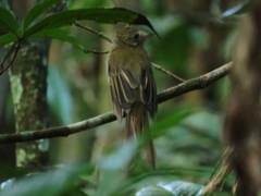 Cnipodectes subbrunneus