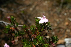 Pelargonium ternatum
