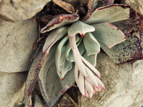 Image of Echeveria strictiflora by (c) amantedarmanin, some rights reserved (CC BY)