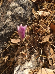 Colchicum variegatum