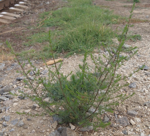 Artemisia scoparia iNat (2)