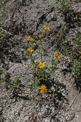 Hulsea brevifolia
