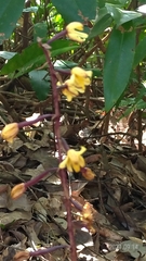 Aphyllorchis montana