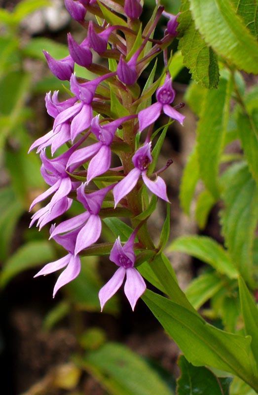 Spearleaf False-Disa