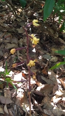 Aphyllorchis montana