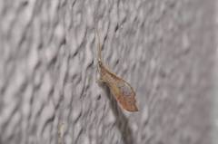 Isoscelipteron okamotonis