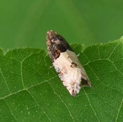 Notocelia roborana