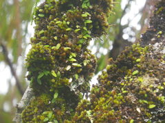 Bulbophyllum pygmaeum