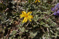 Agoseris monticola