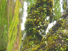 Bulbophyllum pygmaeum