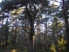 Pinus sylvestris