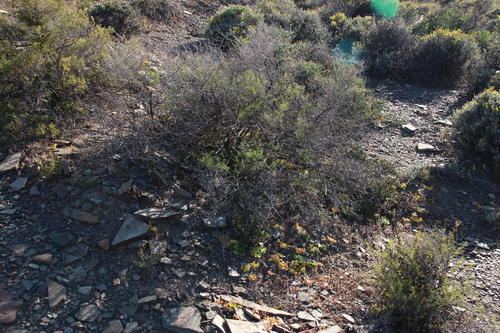 Asparagus multituberosus (Asparagus multituberosus)