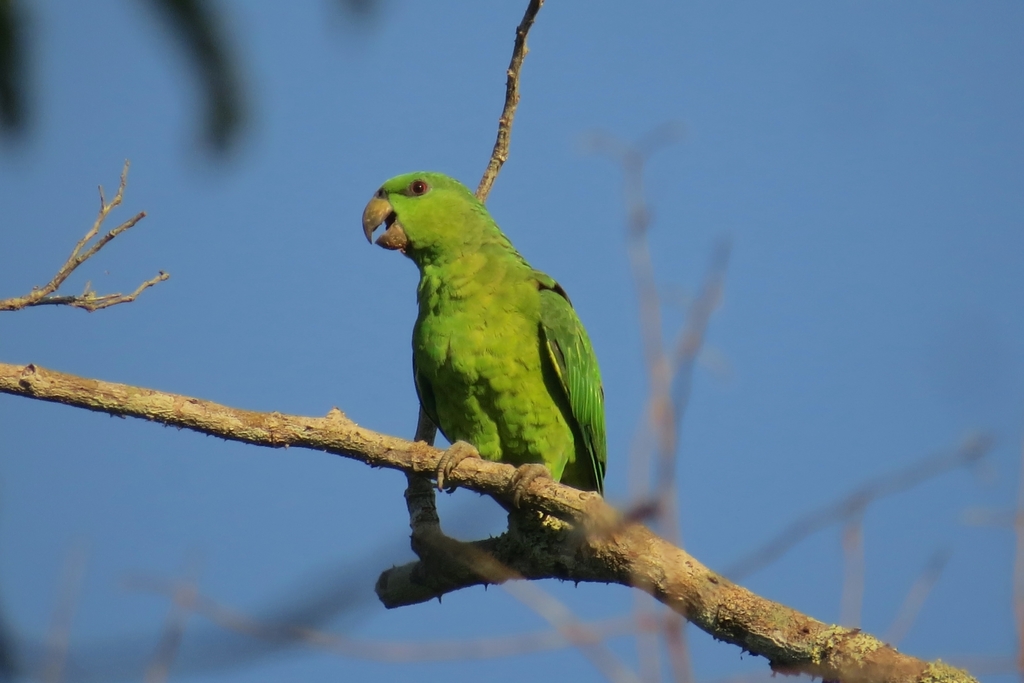 Short-tailed Parrot photo