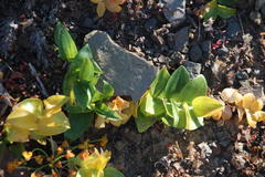 Asparagus multituberosus