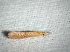 Setodes punctatus