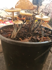 Psilocybe angulospora