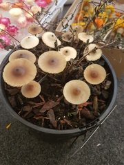 Psilocybe angulospora