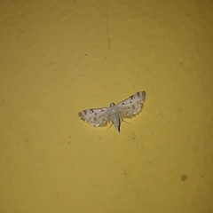 Pycnarmon