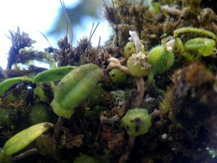 Bulbophyllum pygmaeum