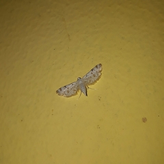 Pycnarmon