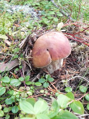 Boletus pinophilus
