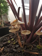 Psilocybe angulospora