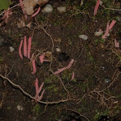 Clavaria rosea