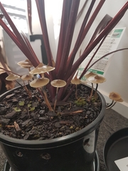 Psilocybe angulospora