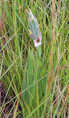 Gladiolus image