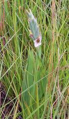 Gladiolus ecklonii image