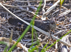 Arphia pseudonietana