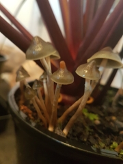Psilocybe angulospora