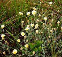 Helichrysum argyrolepis