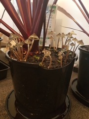 Psilocybe angulospora