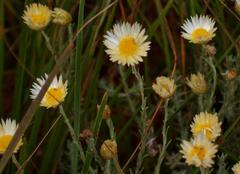 Helichrysum argyrolepis